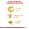 Royal Canin British Shorthair Adult Dry Cat Food