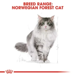 Royal Canin Bread Norwegian Forest Adult Dry Cat Food -ROYAL CANIN Sales I9005456 en 03