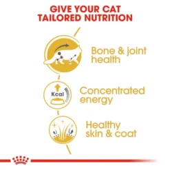 Royal Canin Maine Coon Adult Cat Wet Food In Gravy -ROYAL CANIN Sales I9499608 en 05