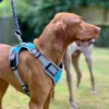 Henry Wag Dog Travel Car Harness