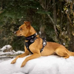 Hurtta Weekend Warrior Harness Raven -ROYAL CANIN Sales I9521677 02