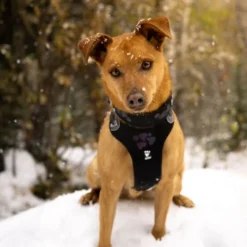 Hurtta Weekend Warrior Harness Raven -ROYAL CANIN Sales I9521677 03