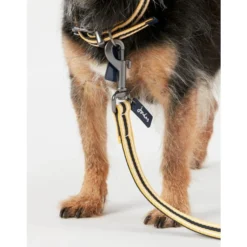 Joules Navy Coastal Dog Collar -ROYAL CANIN Sales I9521714 en 04