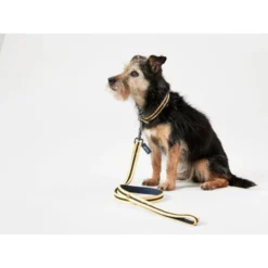 Joules Navy Coastal Dog Collar -ROYAL CANIN Sales I9521714 en 06