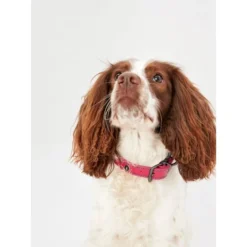 Joules Pink Leather Dog Collar -ROYAL CANIN Sales I9521719 en 02