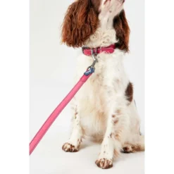 Joules Pink Leather Dog Collar -ROYAL CANIN Sales I9521719 en 03