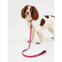 Joules Pink Leather Dog Collar -ROYAL CANIN Sales I9521719 en 04