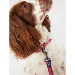 Joules Pink Leather Dog Collar -ROYAL CANIN Sales I9521719 en 06