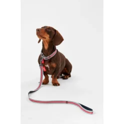 Joules Red Coastal Dog Collar -ROYAL CANIN Sales I9521722 en 04