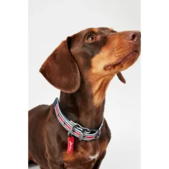Joules Red Coastal Dog Collar -ROYAL CANIN Sales I9521722 en 05