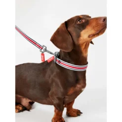 Joules Red Coastal Dog Collar -ROYAL CANIN Sales I9521722 en 06