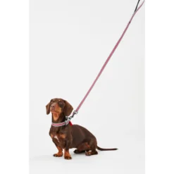 Joules Red Coastal Dog Collar -ROYAL CANIN Sales I9521722 en 07