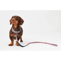 Joules Red Coastal Dog Collar -ROYAL CANIN Sales I9521722 en 08