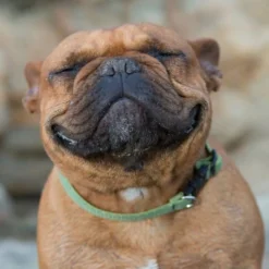 LupinePet ECO 1"" Adjustable Dog Collar Moss