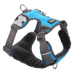 Red Dingo Padded Dog Harness In Turquoise -ROYAL CANIN Sales I9530462