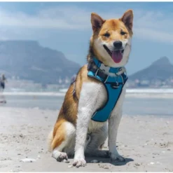 Red Dingo Padded Dog Harness In Turquoise -ROYAL CANIN Sales I9530462 03