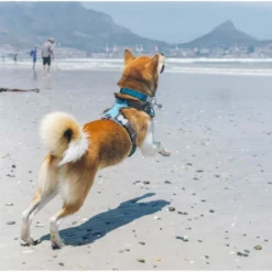 Red Dingo Padded Dog Harness In Turquoise -ROYAL CANIN Sales I9530462 04