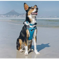 Red Dingo Padded Dog Harness In Turquoise -ROYAL CANIN Sales I9530462 05