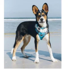 Red Dingo Padded Dog Harness In Turquoise -ROYAL CANIN Sales I9530462 06