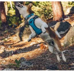 Red Dingo Padded Dog Harness In Turquoise