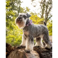 Long Paws Funk The Dog Leopard Dog Collar - Pink -ROYAL CANIN Sales I9684308 en 02