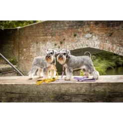 Long Paws Funk The Dog Leopard Dog Collar - Pink -ROYAL CANIN Sales I9684308 en 04